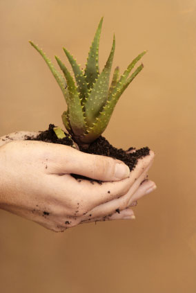 woman holding a aloe vera plant in her hand. 